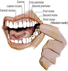 Wisdom Teeth Lifecycle